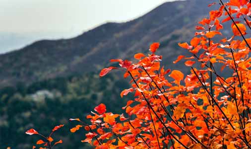 香山公园景点 北京香山公园门票预订