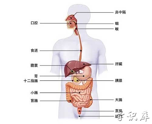 胃在身体哪个位置